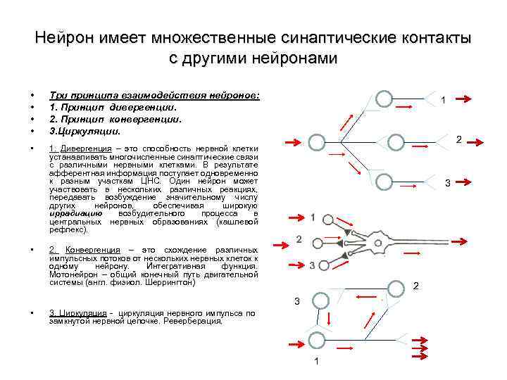 Нейрон имеет множественные синаптические контакты с другими нейронами • • Три принципа взаимодействия нейронов: