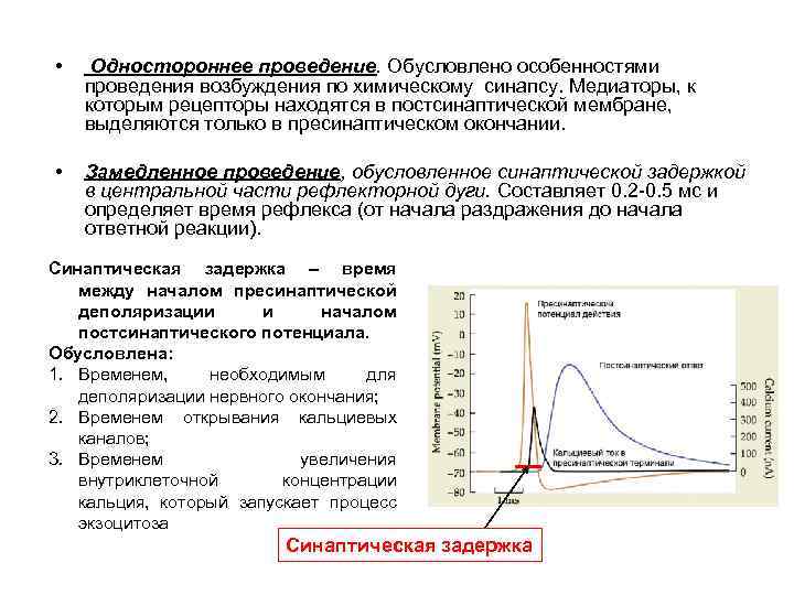  • Одностороннее проведение. Обусловлено особенностями проведения возбуждения по химическому синапсу. Медиаторы, к которым