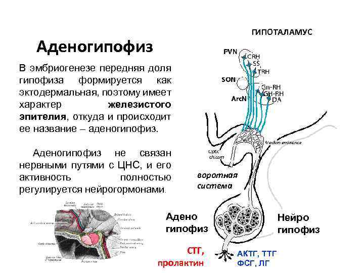 Гипофиз картинки красивые