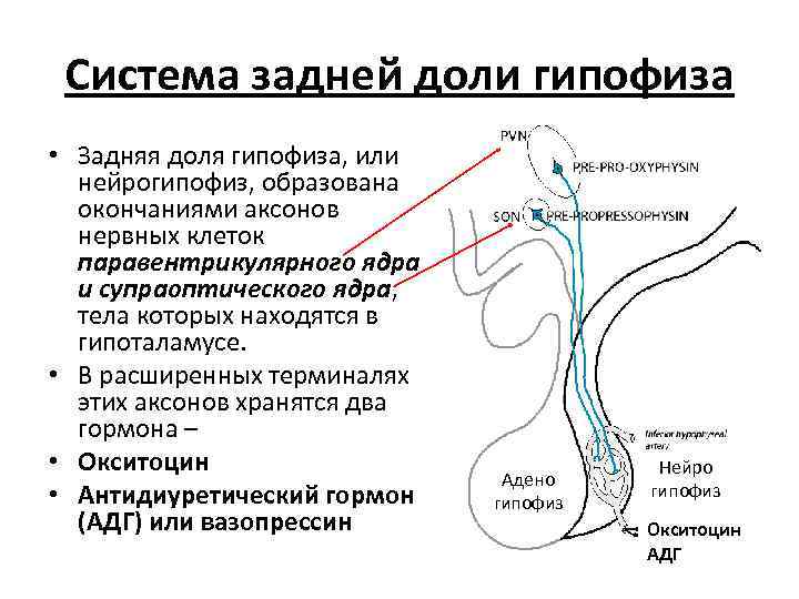 Система задней доли гипофиза • Задняя доля гипофиза, или нейрогипофиз, образована окончаниями аксонов нервных