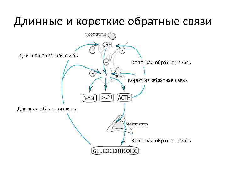 Схема отрицательной обратной связи при синтезе гормонов