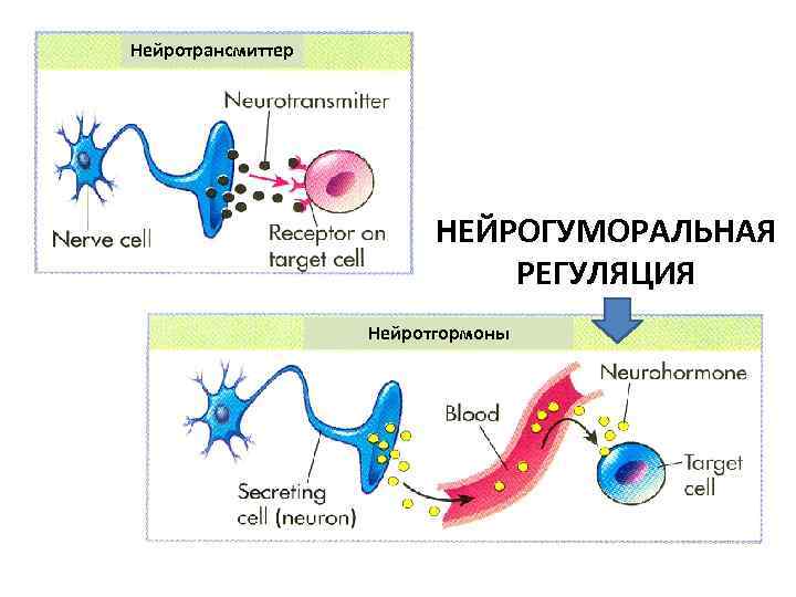 Нейротрансмиттер НЕЙРОГУМОРАЛЬНАЯ РЕГУЛЯЦИЯ Нейротгормоны 