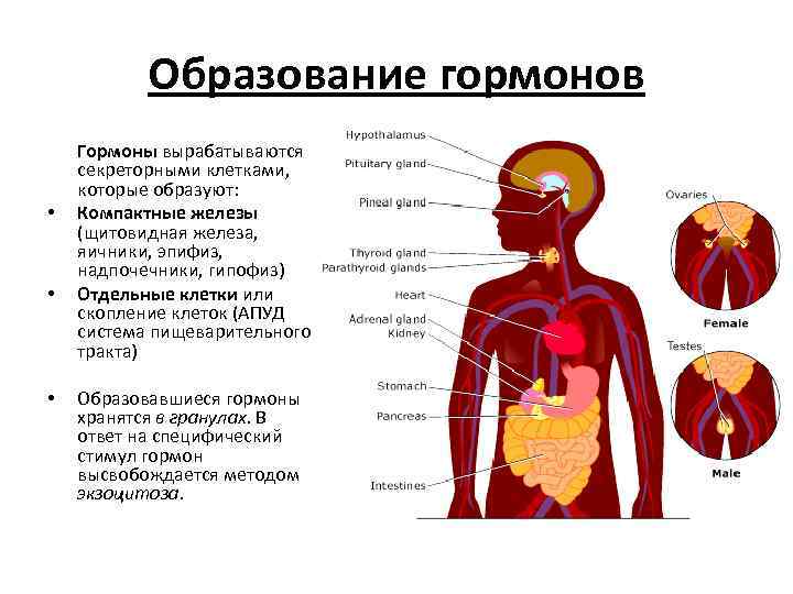 Синтез гормонов щитовидной железы схема