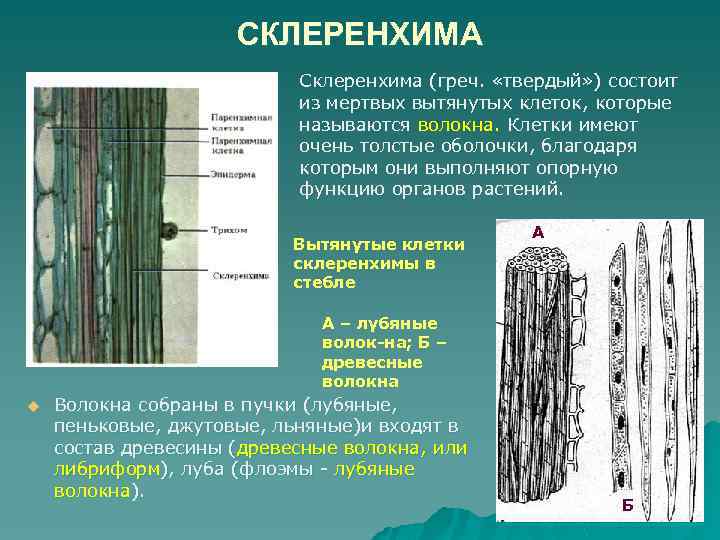 СКЛЕРЕНХИМА Склеренхима (греч. «твердый» ) состоит из мертвых вытянутых клеток, которые называются волокна. Клетки