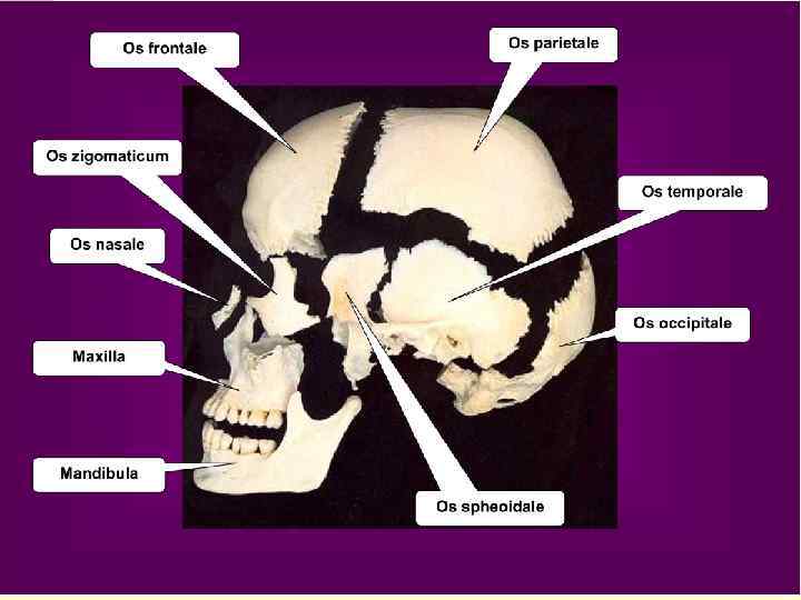 Формы костей мозгового отдела черепа