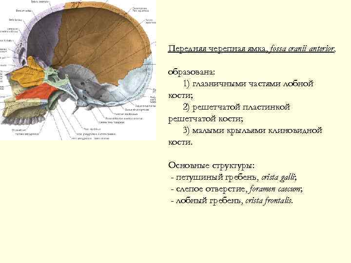 Передняя черепная ямка, fossa cranii anterior, образована: 1) глазничными частями лобной кости; 2) решетчатой