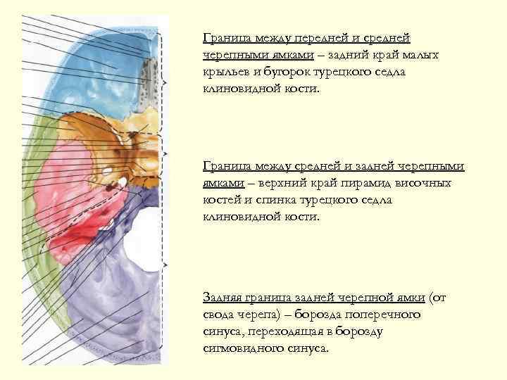 Граница между передней и средней черепными ямками – задний край малых крыльев и бугорок