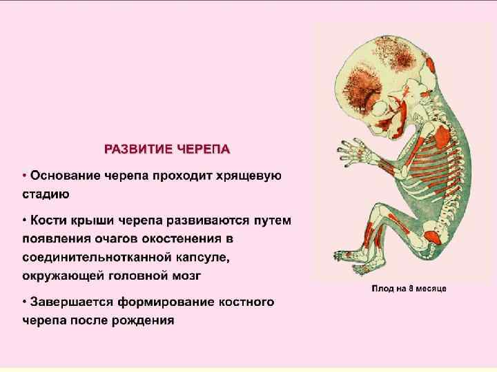 Нарушение развития костей. Аномалии развития костей черепа. Варианты и аномалии развития костей черепа. Перкуссия костей черепа.