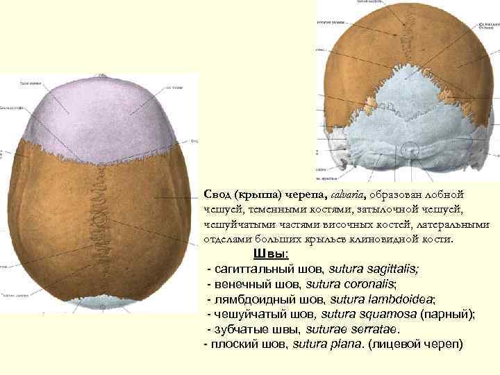 Крыша мозгового черепа. Швы свода черепа анатомия. Свод черепа образуют кости. Швы соединяющие кости свода черепа. Строение свода черепа швы свода.