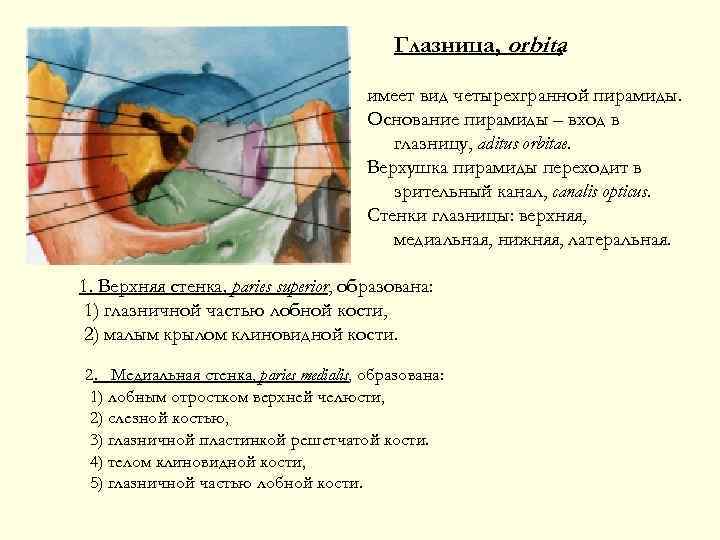 Глазница, orbita , имеет вид четырехгранной пирамиды. Основание пирамиды – вход в глазницу, aditus