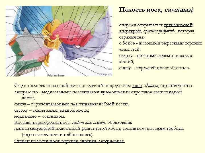 Полость носа, cavum , nasi спереди открывается грушевидной апертурой, apertura piriformis, которая ограничена: с