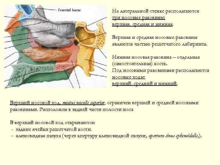 На латеральной стенке располагаются три носовые раковины: верхняя, средняя и нижняя. Верхняя и средняя