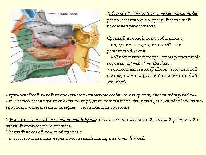 2. Средний носовой ход, meatus nasalis medius, располагается между средней и нижней носовыми раковинами.