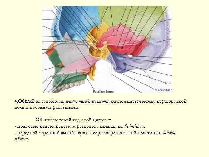 4. Общий носовой ход, meatus nasalis communis, располагается между перегородкой носа и носовыми раковинами.