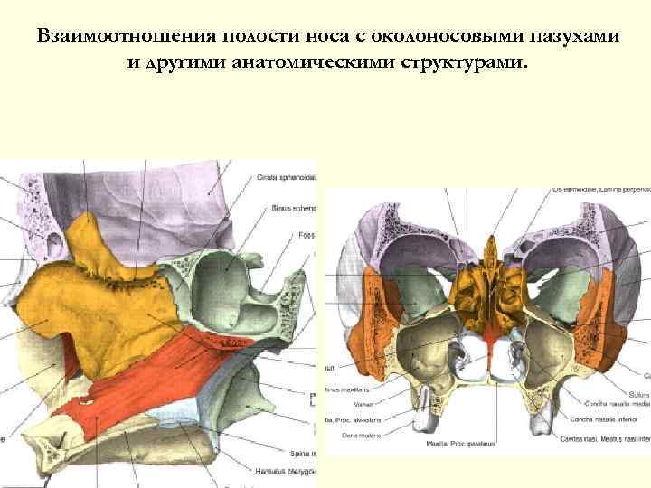 Взаимоотношения полости носа с околоносовыми пазухами и другими анатомическими структурами. 