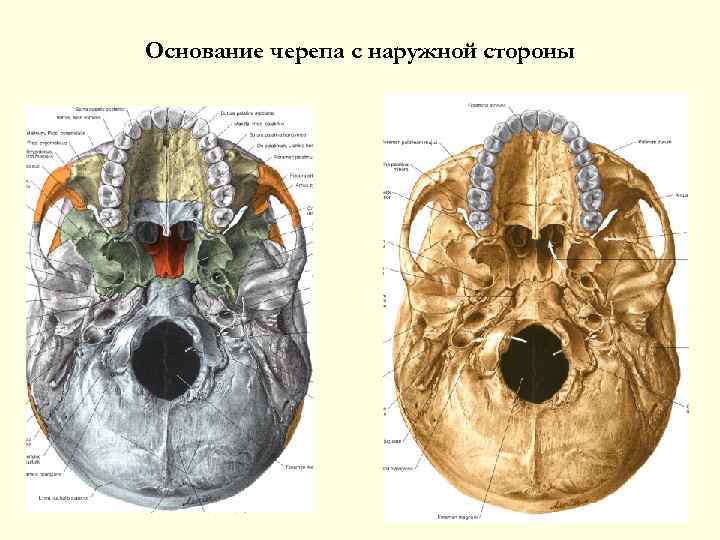 Основание черепа