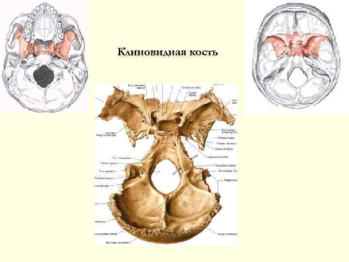 Клиновидная кость 