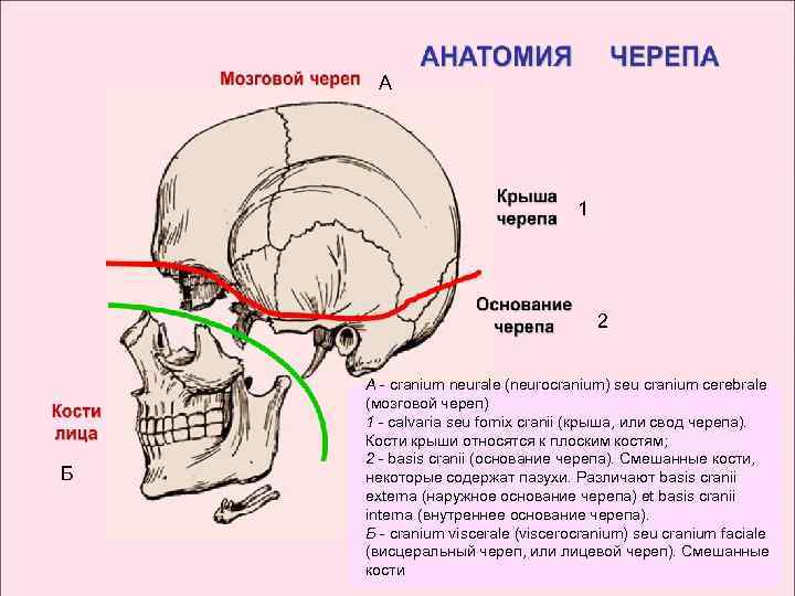 Основание черепа где. Кости свода и основания черепа. Свод черепа и основание черепа. Свод и основание мозгового отдела черепа. Мозговой отдел свод кости.
