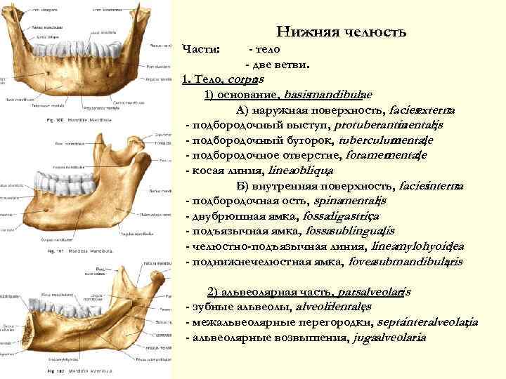 Нижняя челюсть Части: - тело - две ветви. 1. Тело, corpus : 1) основание,