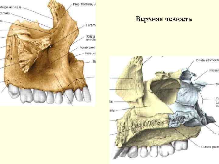 Верхняя челюсть 