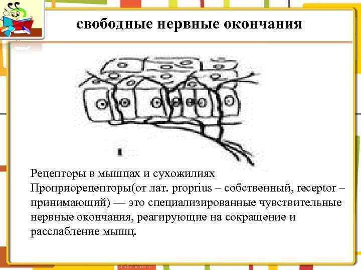 свободные нервные окончания Рецепторы в мышцах и сухожилиях Проприорецепторы(от лат. proprius – собственный, receptor