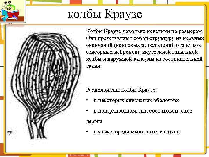 колбы Краузе Колбы Краузе довольно невелики по размерам. Они представляют собой структуру из нервных