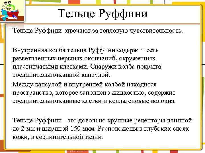 Тельце Руффини Тельца Руффини отвечают за тепловую чувствительность. Внутренняя колба тельца Руффини содержит сеть