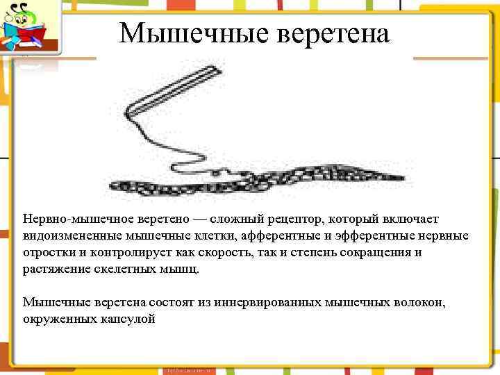 Мышечные веретена Нервно-мышечное веретено — сложный рецептор, который включает видоизмененные мышечные клетки, афферентные и