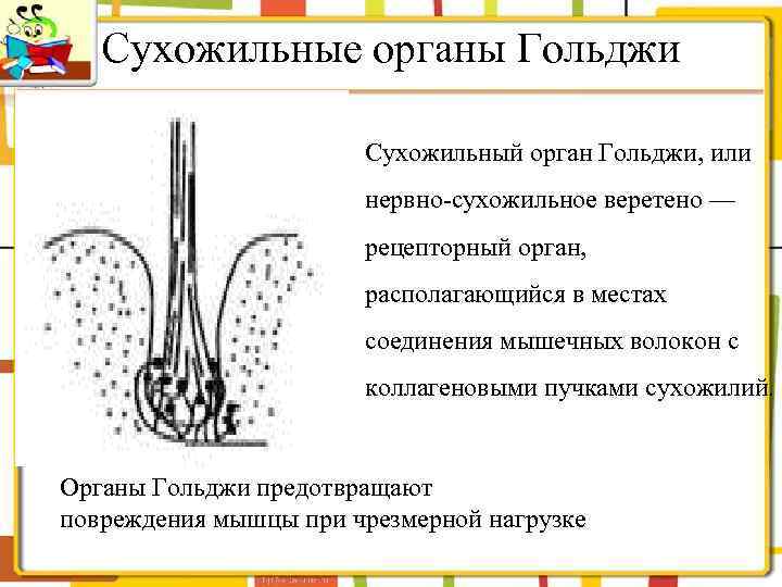 Сухожильные органы Гольджи Сухожильный орган Гольджи, или нервно-сухожильное веретено — рецепторный орган, располагающийся в