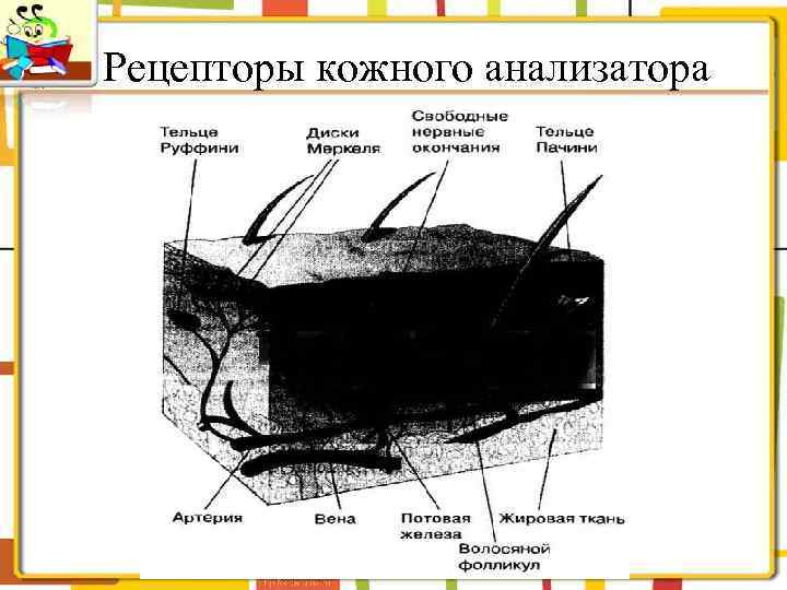 Рецепторы кожного анализатора 