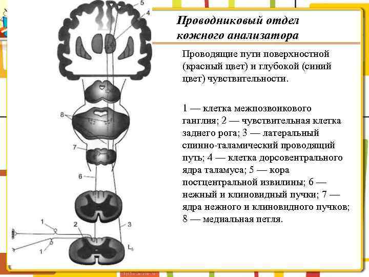 Проводниковый отдел кожного анализатора Проводящие пути поверхностной (красный цвет) и глубокой (синий цвет) чувствительности.