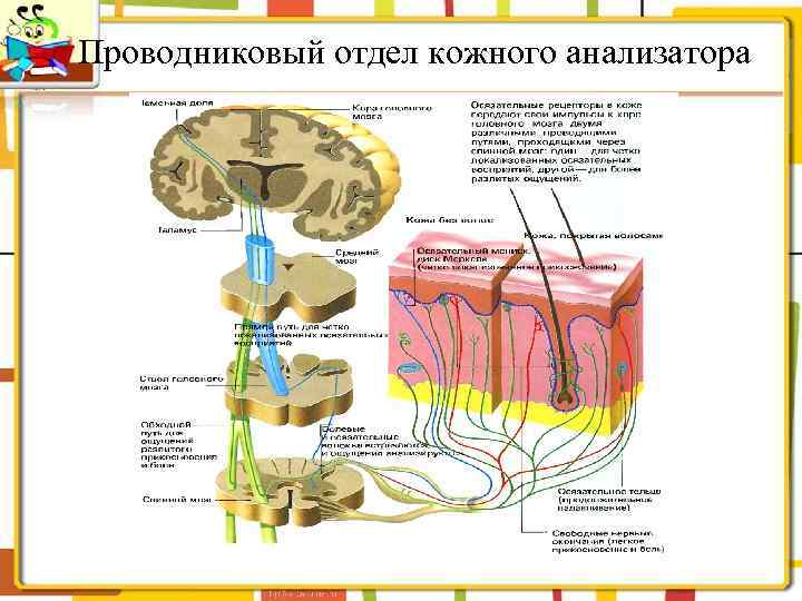 Схема сенсорной системы кожной чувствительности