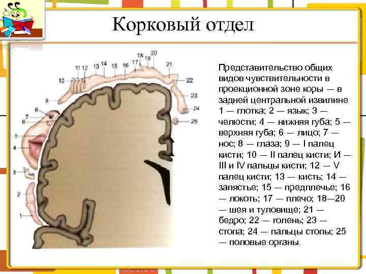 Корковый отдел Представительство общих видов чувствительности в проекционной зоне коры — в задней центральной