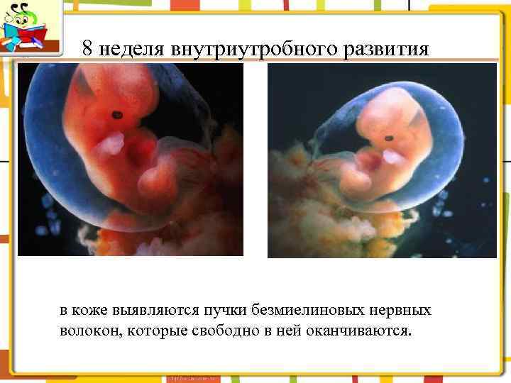 8 неделя внутриутробного развития в коже выявляются пучки безмиелиновых нервных волокон, которые свободно в