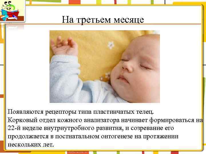 На третьем месяце Появляются рецепторы типа пластинчатых телец. Корковый отдел кожного анализатора начинает формироваться