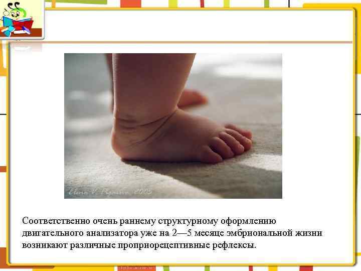 Соответственно очень раннему структурному оформлению двигательного анализатора уже на 2— 5 месяце эмбриональной жизни