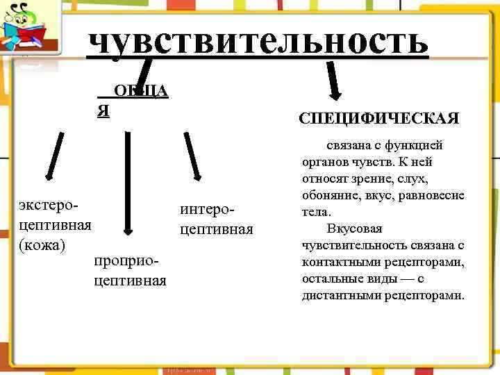 чувствительность ОБЩА Я экстероцептивная (кожа) СПЕЦИФИЧЕСКАЯ интероцептивная проприоцептивная связана с функцией органов чувств. К