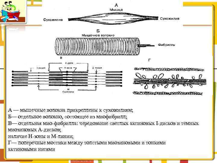 А — мышечные волокна прикреплены к сухожилиям; Б— отдельное волокно, состоящее из миофибрилл; В—