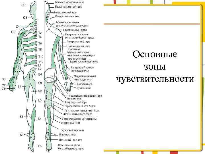 Основные зоны чувствительности 