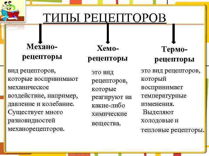 ТИПЫ РЕЦЕПТОРОВ Механорецепторы вид рецепторов, которые воспринимают механическое воздействие, например, давление и колебание. Существует