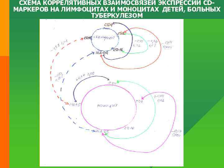 СХЕМА КОРРЕЛЯТИВНЫХ ВЗАИМОСВЯЗЕЙ ЭКСПРЕССИИ CDМАРКЕРОВ НА ЛИМФОЦИТАХ И МОНОЦИТАХ ДЕТЕЙ, БОЛЬНЫХ ТУБЕРКУЛЕЗОМ 