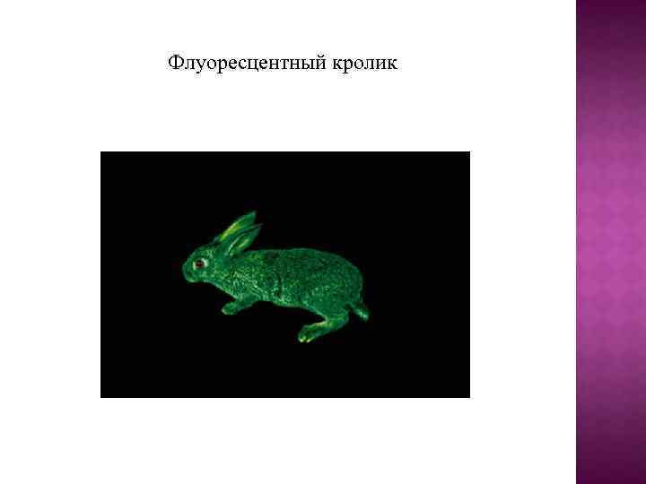 Флуоресцентный кролик 