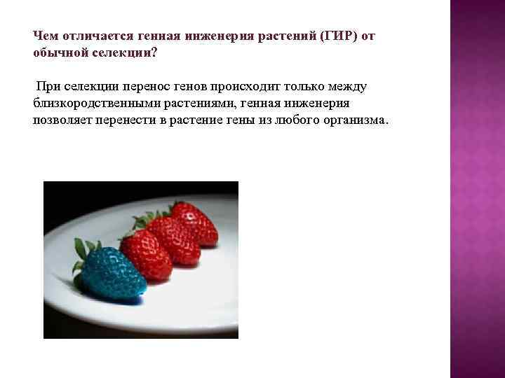 Чем отличается генная инженерия растений (ГИР) от обычной селекции? При селекции перенос генов происходит