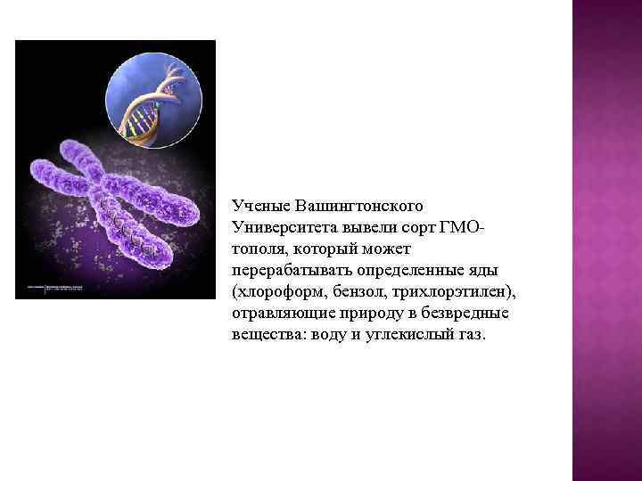 Ученые Вашингтонского Университета вывели сорт ГМОтополя, который может перерабатывать определенные яды (хлороформ, бензол, трихлорэтилен),