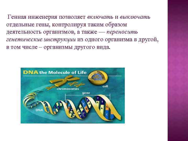 Генная инженерия позволяет включать и выключать отдельные гены, контролируя таким образом деятельность организмов, а