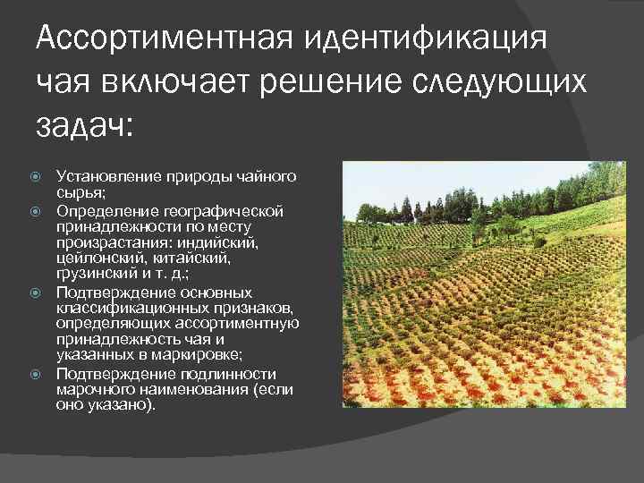 Ассортиментная идентификация чая включает решение следующих задач: Установление природы чайного сырья; Определение географической принадлежности