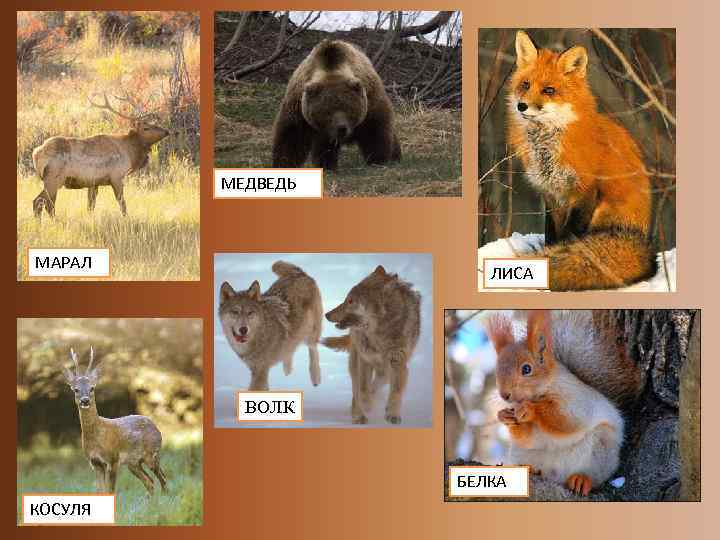 МЕДВЕДЬ МАРАЛ ЛИСА ВОЛК БЕЛКА КОСУЛЯ 
