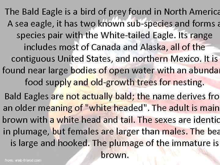 The Bald Eagle is a bird of prey found in North America A sea