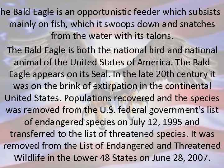 The Bald Eagle is an opportunistic feeder which subsists mainly on fish, which it