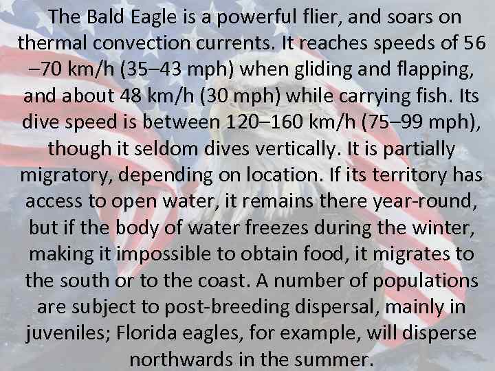 The Bald Eagle is a powerful flier, and soars on thermal convection currents. It